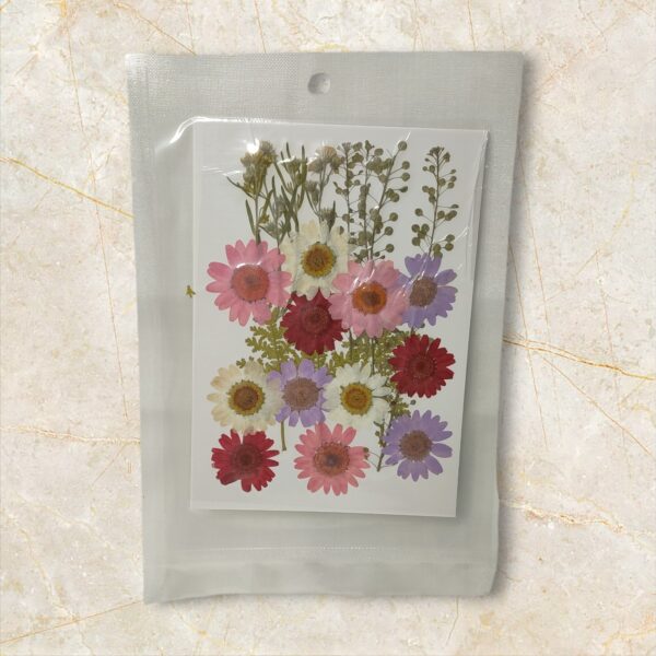 Daisy Pressed Flower with Baby Breath – Multicolour